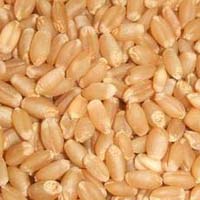 Tukdi Wheat Seeds