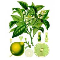 Bergamot Oil