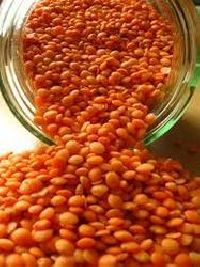 Masoor Dal