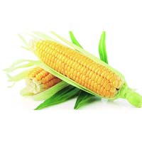 Yellow Corn