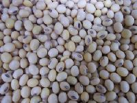 Soya Bean Seeds