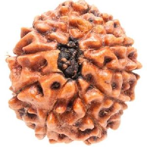 3 Mukhi Rudraksha Beads