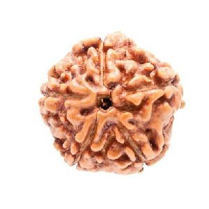 5 Mukhi Rudraksha Beads