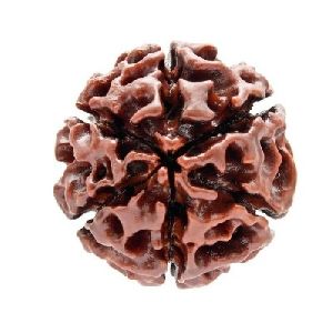 6 Mukhi Rudraksha