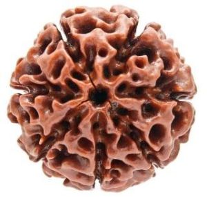 7 Mukhi Rudraksha Beads