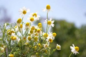 Chamomile Flower