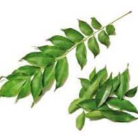 Fresh Curry Leaves