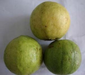 Fresh Allahabad Safeda Guava