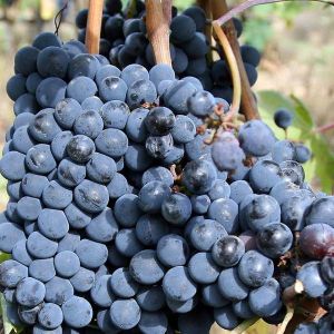 Fresh Anab-E-Shahi Grapes