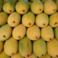 Fresh Neelam Mango