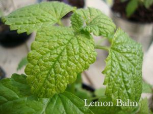 lemon balm