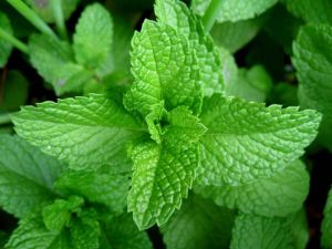 mint leaf