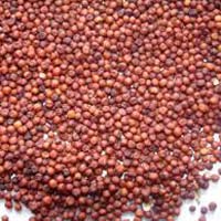 Ragi Seeds