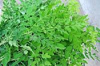 Moringa Oleifera Leaves