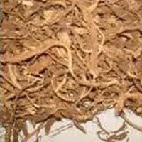 Coleus Forskohlii Dry Roots