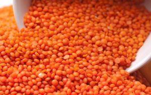 Red Lentil