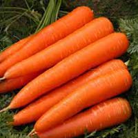 Fresh Carrot