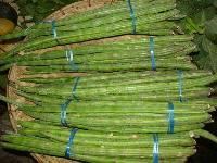 Fresh drumstick vegetables