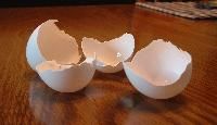 Egg Shells