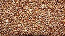 Varagu Millet Seeds