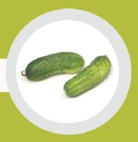 Fresh Cucumber