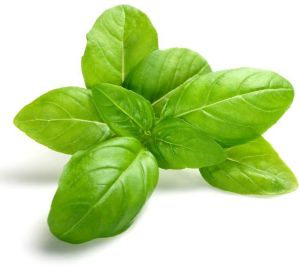 Fresh Basil Leaves