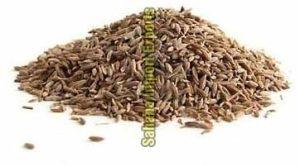 Cumin Seeds