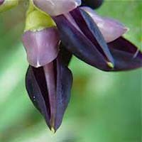 Mucuna Pruriens Flower