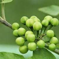 Solanum Torvum