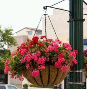 Hanging Baskets