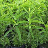 Sandalwood Plant