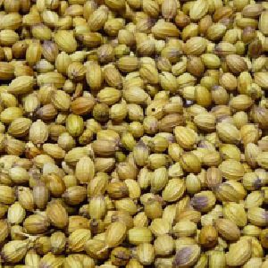 Coriander Seeds