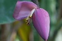 Banana Flower