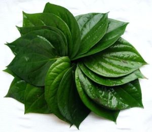 Betel Leaves