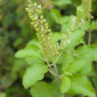 Tulsi Leaves