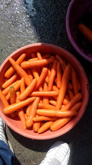 Fresh Carrots