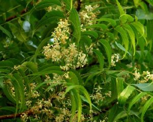 Azadirachta Indica Plant