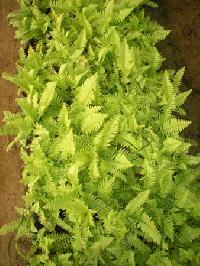 Golden Fern Plant