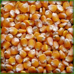 Yellow Maize Seeds