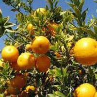 Paclobutrazol for Citrus