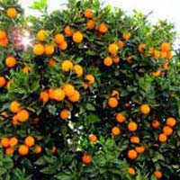 Paclobutrazol for Orange trees