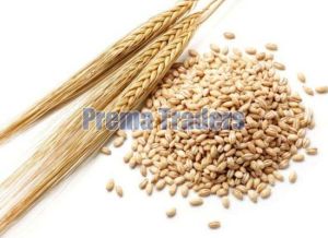 Barley Seeds