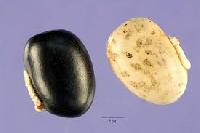 Kaunch Seed