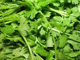 Fresh Coriander Leaves