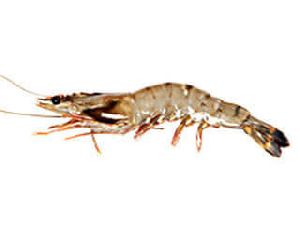 Black Tiger Shrimp