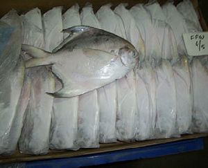 Silver Pomfret