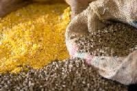 Yellow Corn Animal Feed