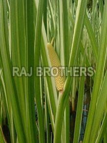 Acorus Calamus Plants