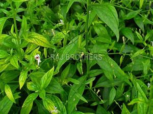 Andrographis Paniculata