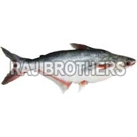 Frozen Pangasius Fish